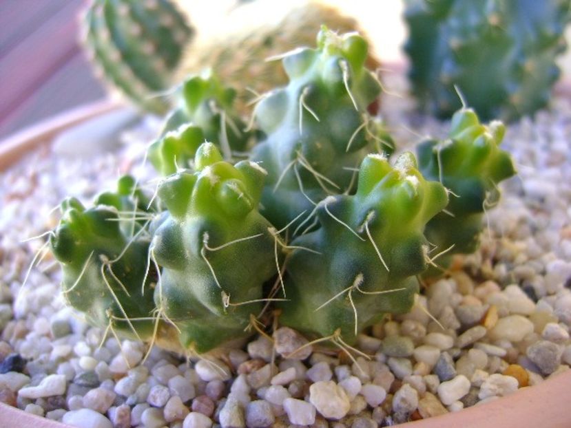 Puna subterranea f. incahuasi (Maihueniopsis subterranea) - Cactusi 2018 continuare