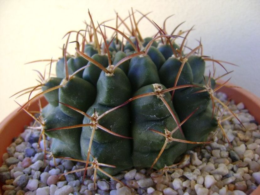 Gymnocalycium schickendantzii - Cactusi 2018 Gymnocalycium