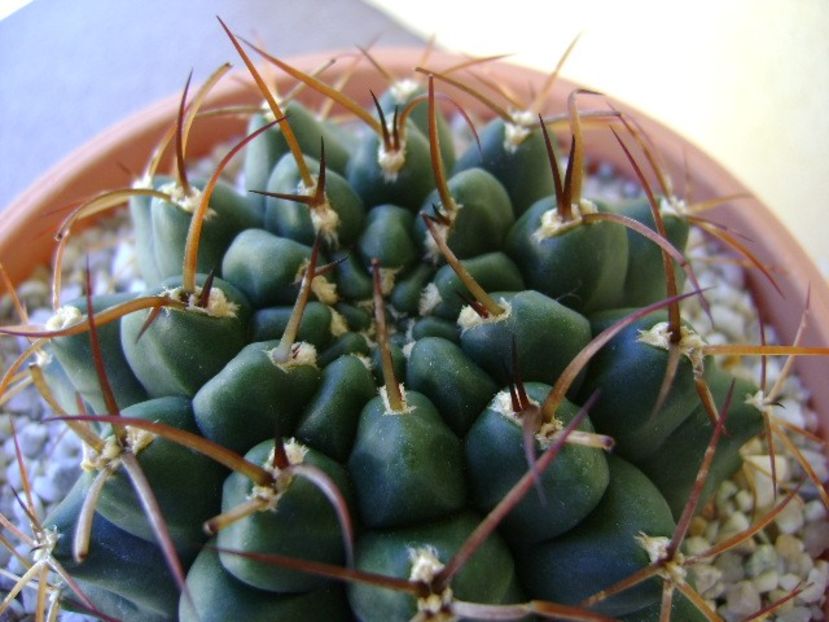 Gymnocalycium schickendantzii - Cactusi 2018 Gymnocalycium