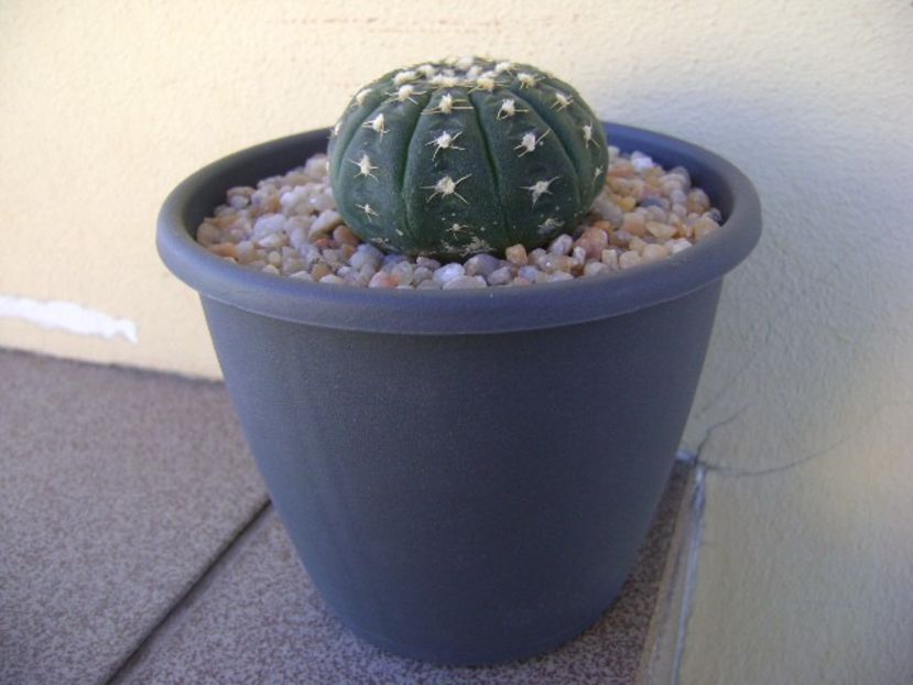 Gymnocalycium ragonesei - Cactusi 2018 Gymnocalycium