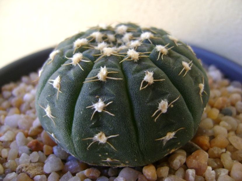 Gymnocalycium ragonesei - Cactusi 2018 Gymnocalycium