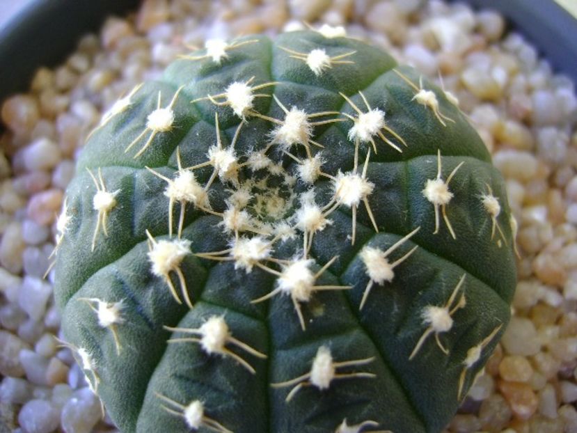 Gymnocalycium ragonesei - Cactusi 2018 Gymnocalycium