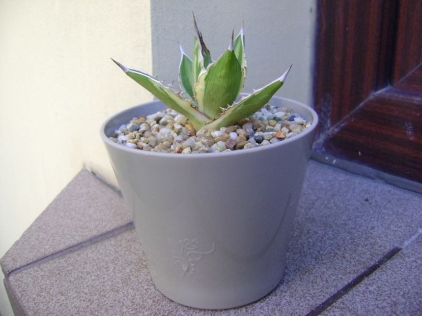 Agave lophantha quadricolor - Agave si Yucca 2018