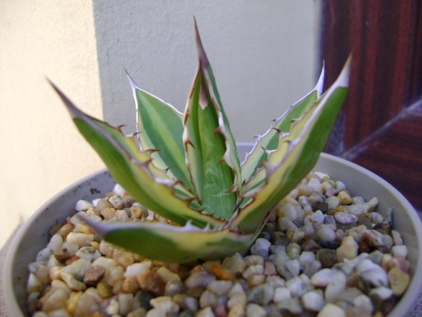 Agave lophantha quadricolor - Agave si Yucca 2018