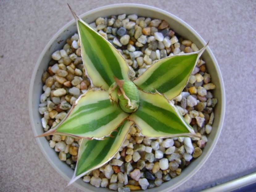 Agave lophantha quadricolor - Agave si Yucca 2018