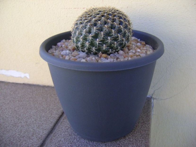 Rebutia (Sulcorebutia) arenacea - Cactusi 2018 continuare