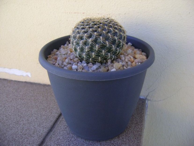 Rebutia (Sulcorebutia) arenacea - Cactusi 2018 continuare
