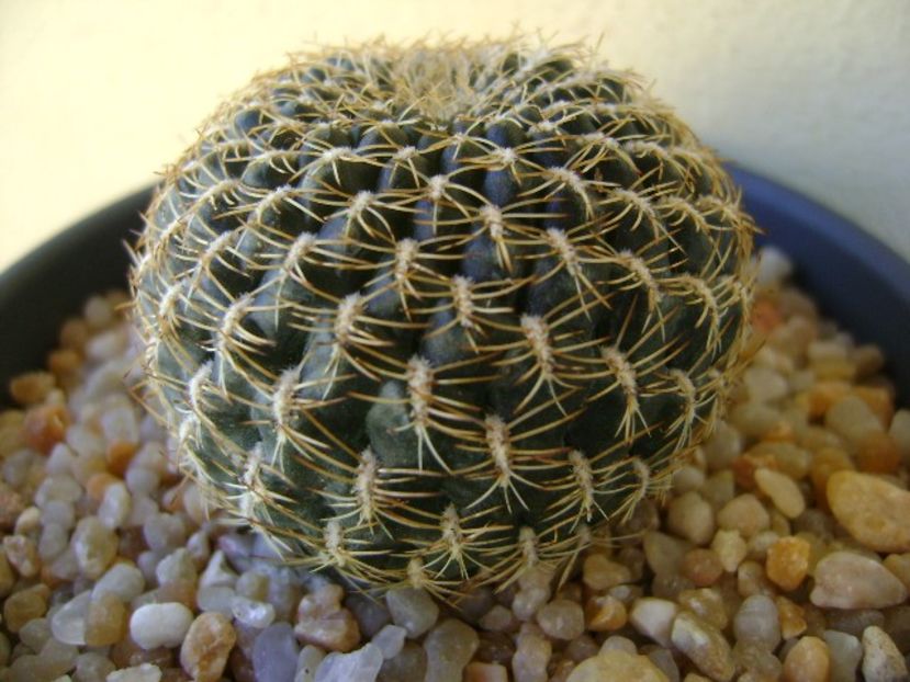 Rebutia (Sulcorebutia) arenacea - Cactusi 2018 continuare