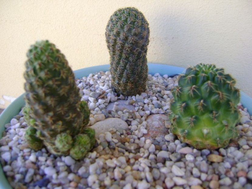 Grup de 3 cactusi - Cactusi 2018 continuare
