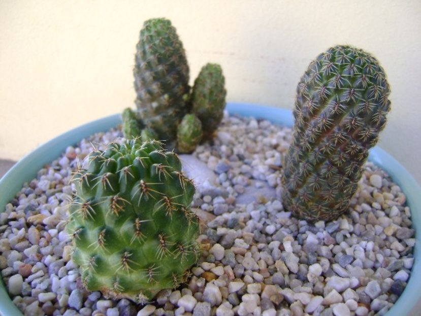 Grup de 3 cactusi - Cactusi 2018 continuare