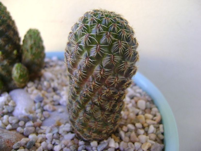 Sulcorebutia mojocoyensis (Gemmae) - Cactusi 2018 continuare