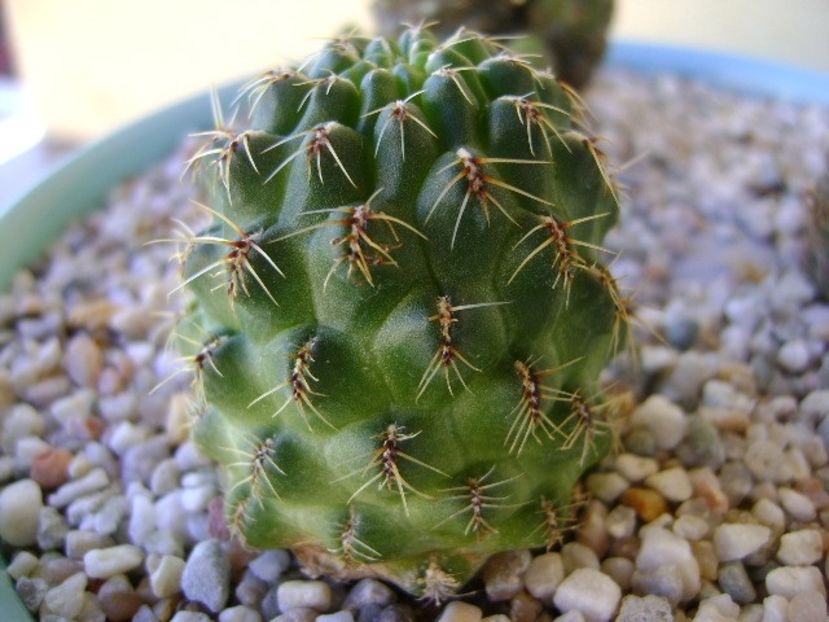 Rebutia minuscula (Rebutia wessneriana) - Cactusi 2018 continuare
