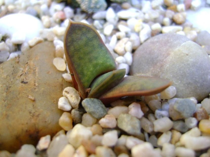 Gasteria glomerata - Suculente 2018