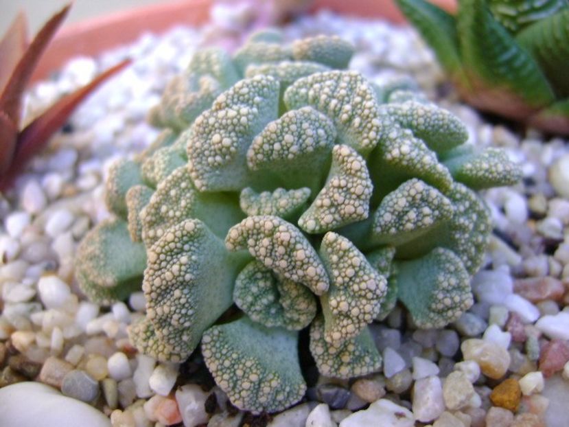 Titanopsis calcarea - Suculente 2018