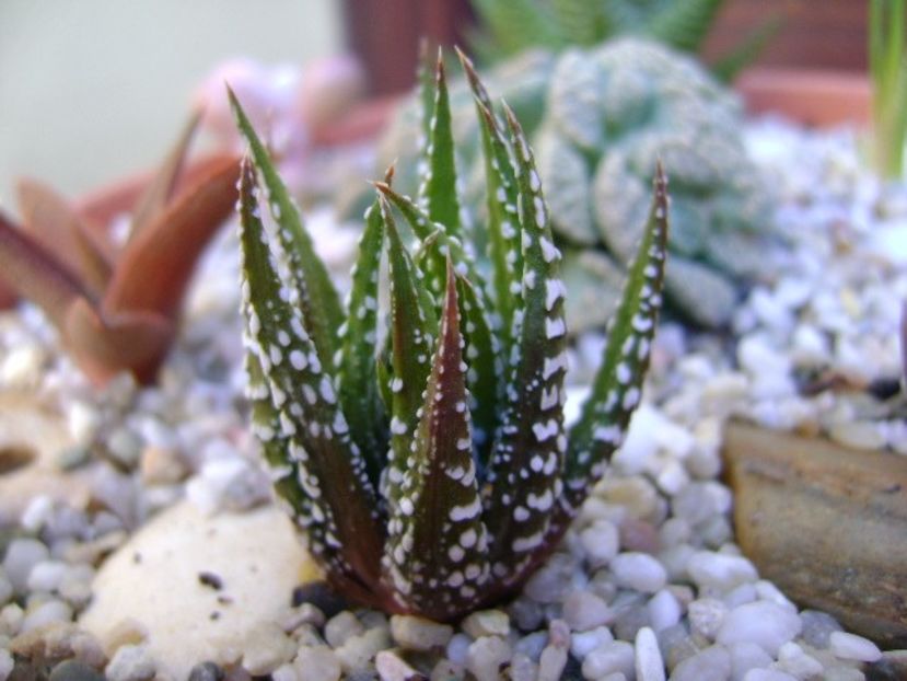 Haworthia fasciata - Suculente 2018