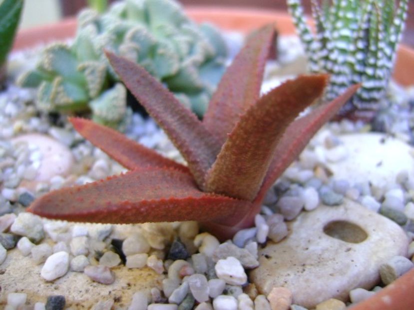 Haworthia angustifolia - Suculente 2018