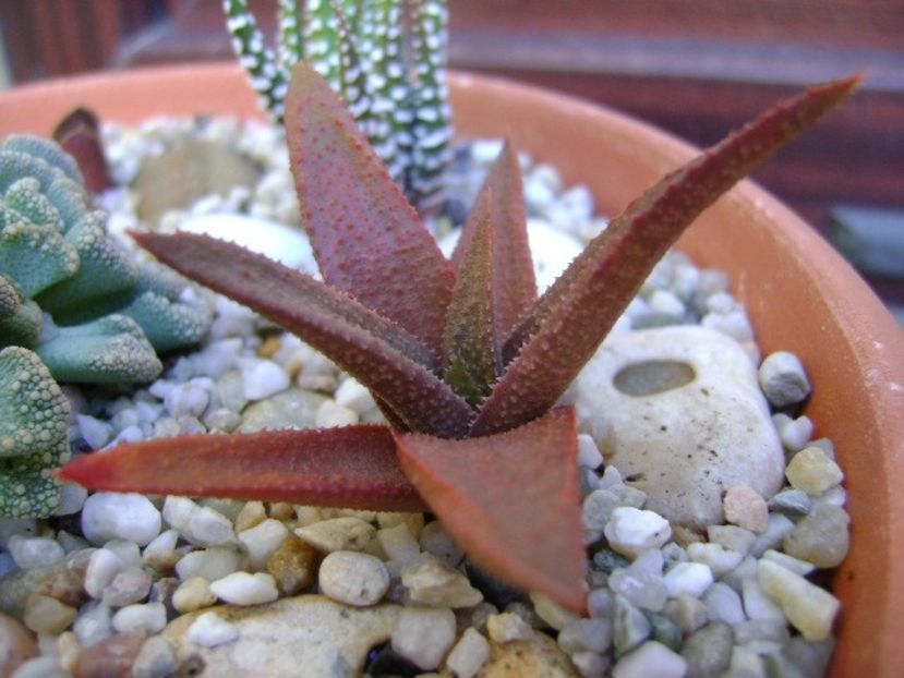 Haworthia angustifolia - Suculente 2018