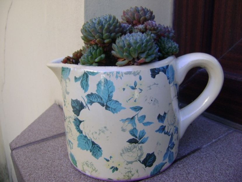 Echeveria setosa v. deminuta - Suculente 2018