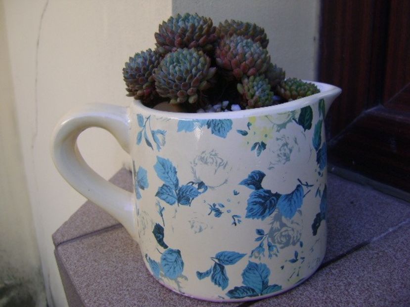 Echeveria setosa v. deminuta - Suculente 2018