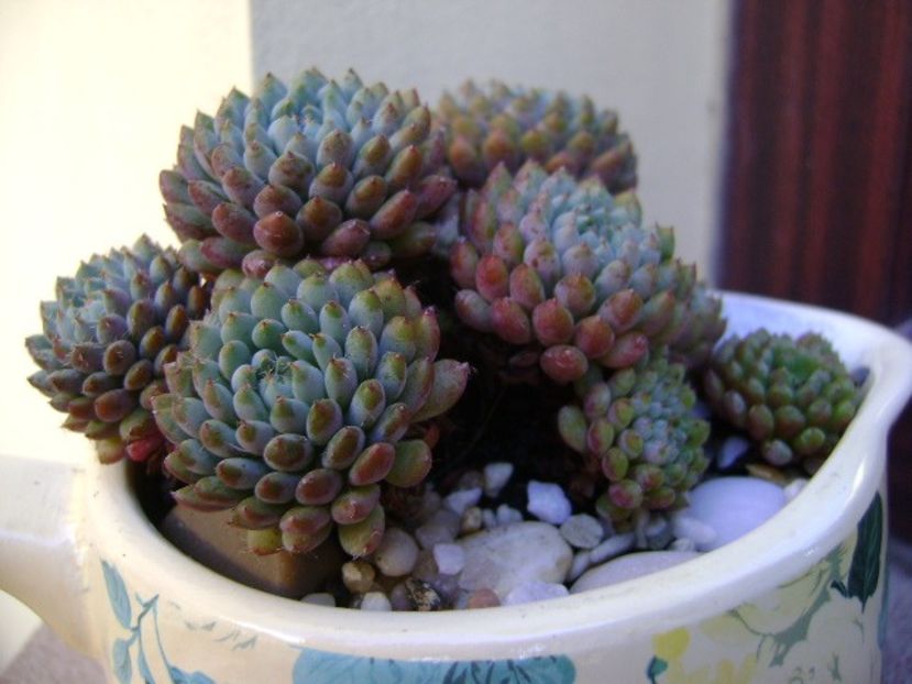 Echeveria setosa v. deminuta - Suculente 2018