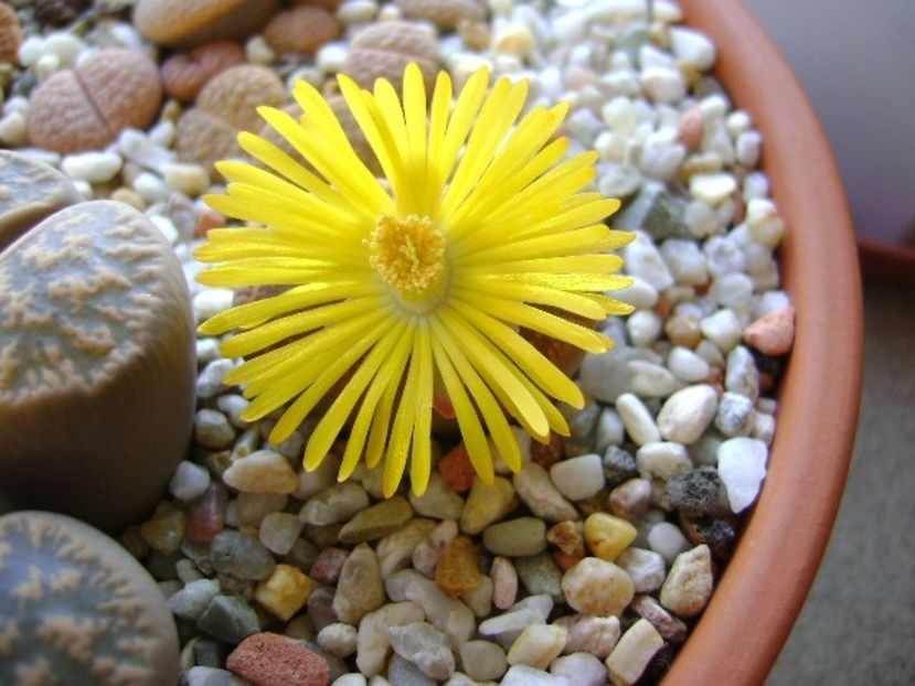 Lithops - Suculente 2018