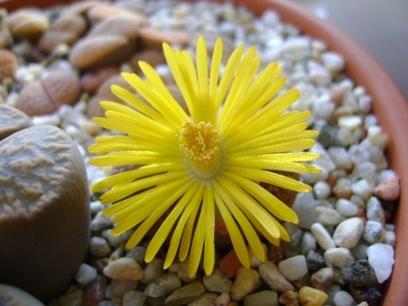 Lithops - Suculente 2018