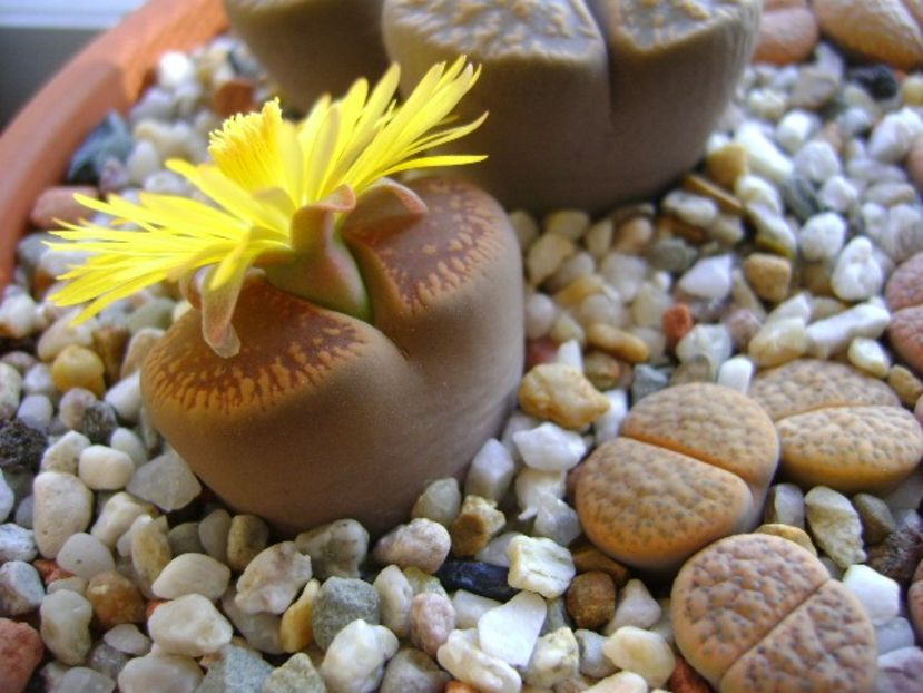 Lithops - Suculente 2018