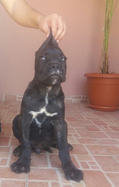 20180928_124029-1 - Catei Cane Corso