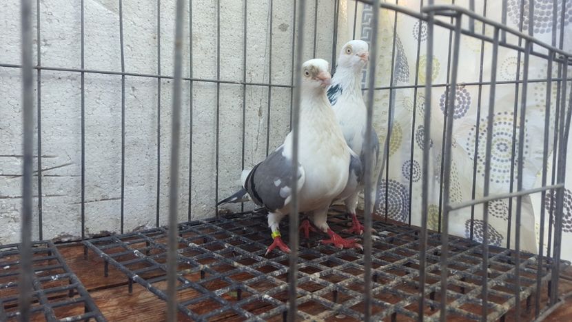  - 4-Jucatori de Galati