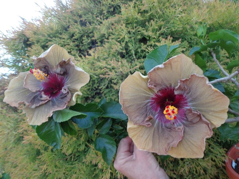  - A -HIBISCUS 2018