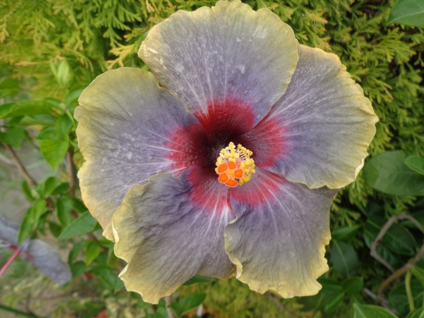  - A -HIBISCUS 2018