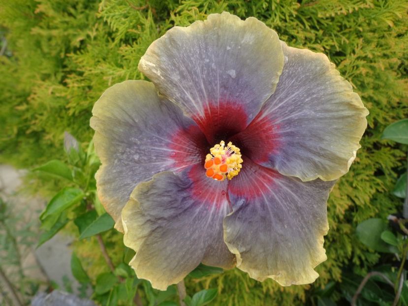  - A -HIBISCUS 2018