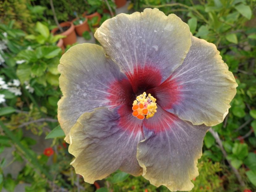  - A -HIBISCUS 2018