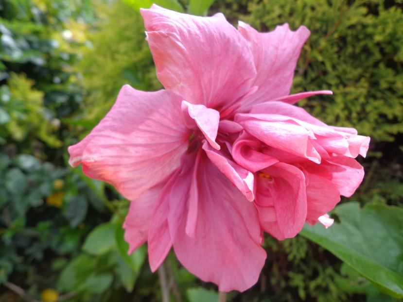  - A -HIBISCUS 2018
