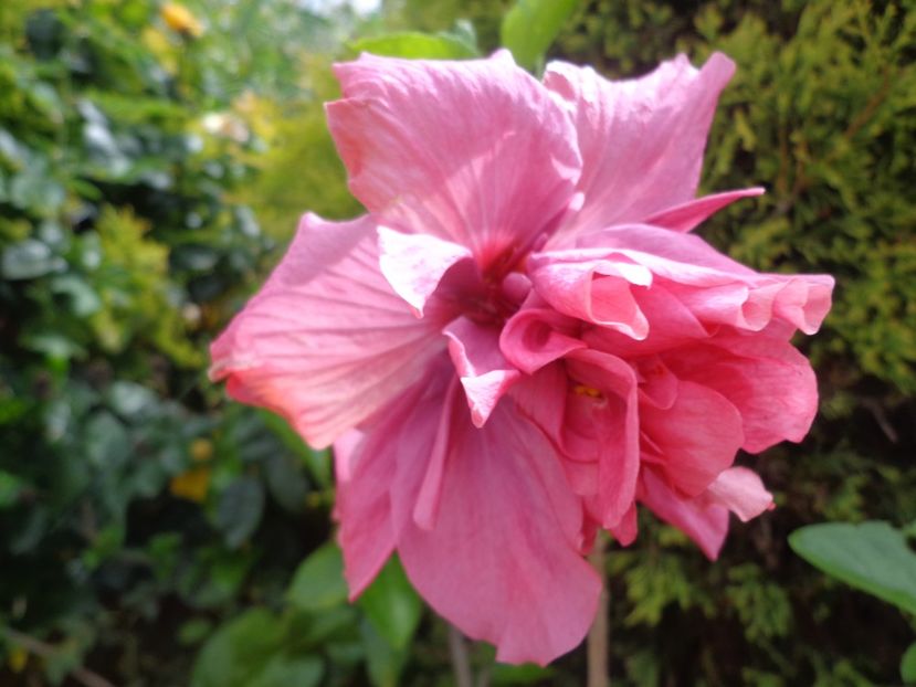  - A -HIBISCUS 2018