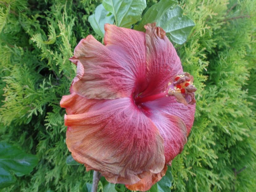  - A -HIBISCUS 2018