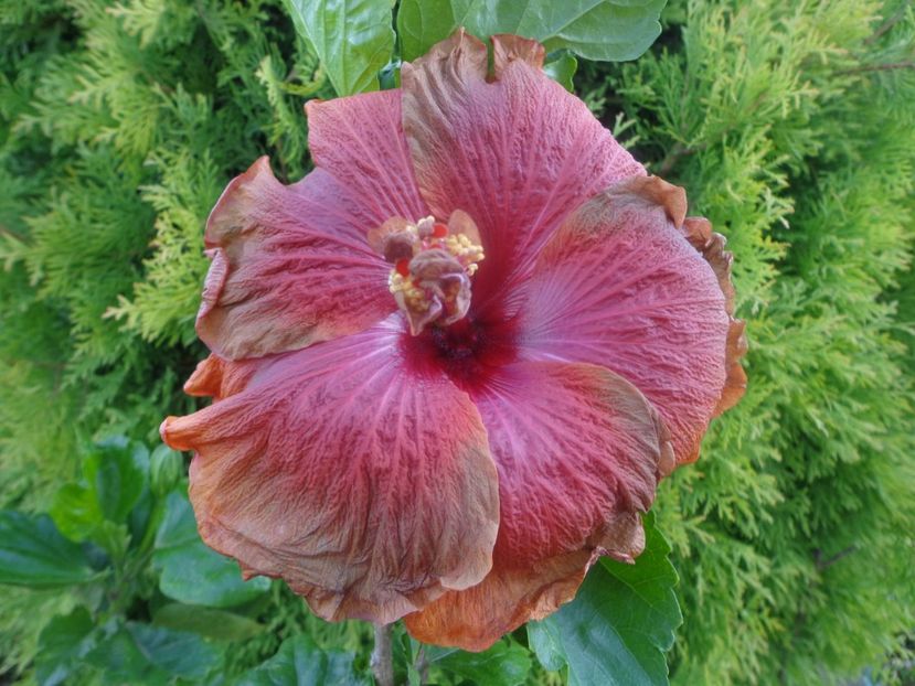  - A -HIBISCUS 2018