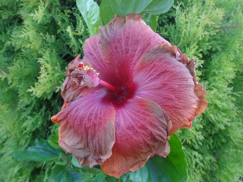  - A -HIBISCUS 2018