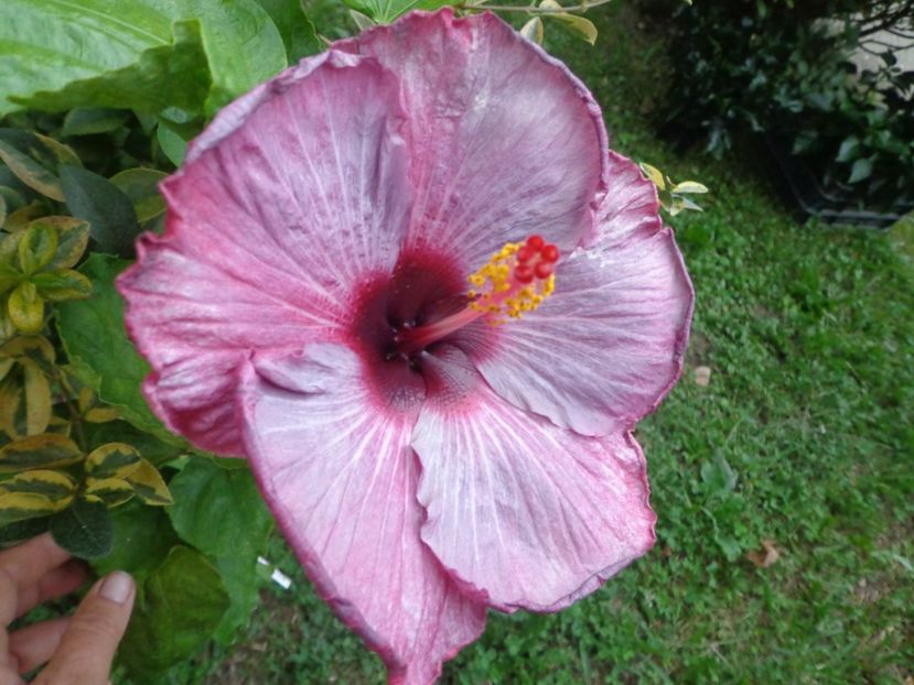 - A -HIBISCUS 2018