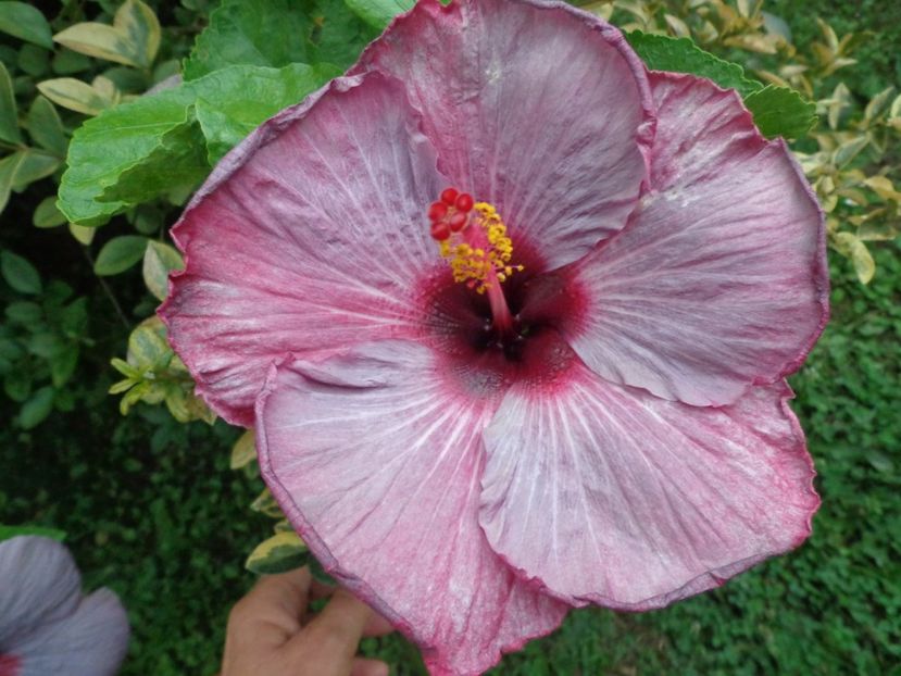  - A -HIBISCUS 2018