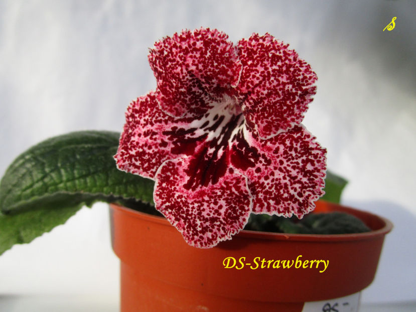 DS-Strawberry(29-09-2018) - Streptocarpusi 2018