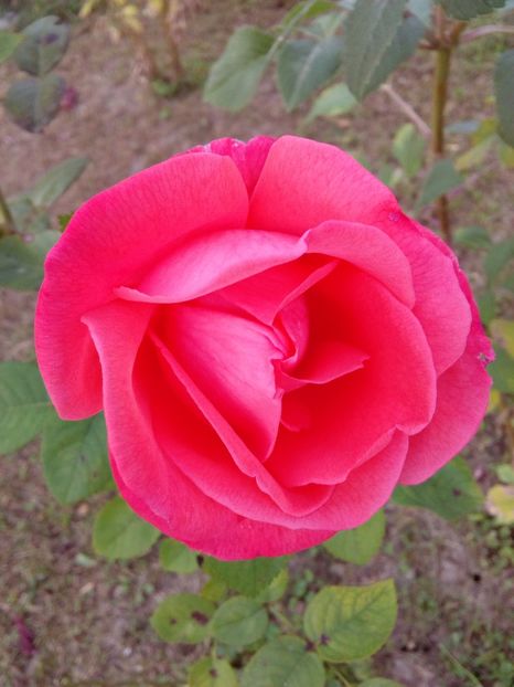  - TRANDAFIRI 2018-2019