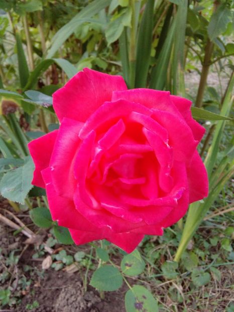  - TRANDAFIRI 2018-2019