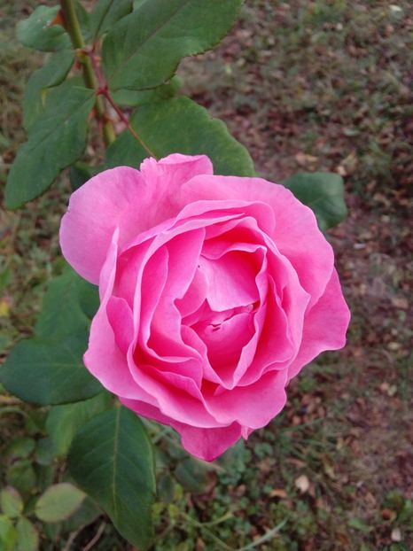  - TRANDAFIRI 2018-2019