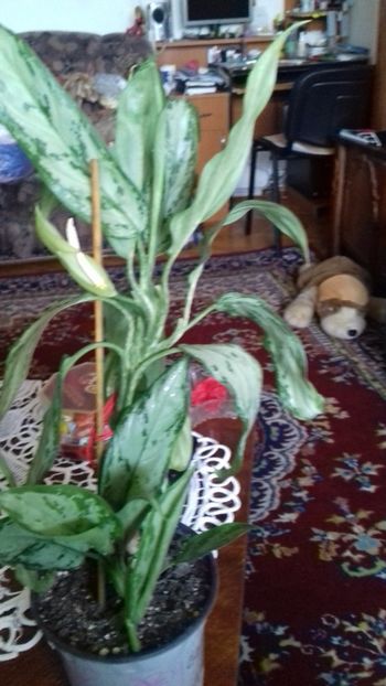  - 003-1 Aglaonema- planta intunericului