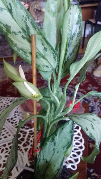  - 003-1 Aglaonema- planta intunericului