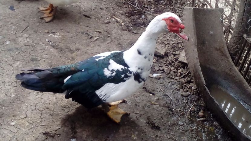 Răţoi bălţat  2017 - Matca de rațe leșești 2019