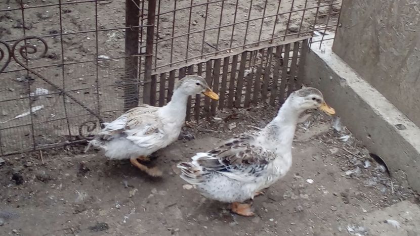  - Matca de rațe românești 2019