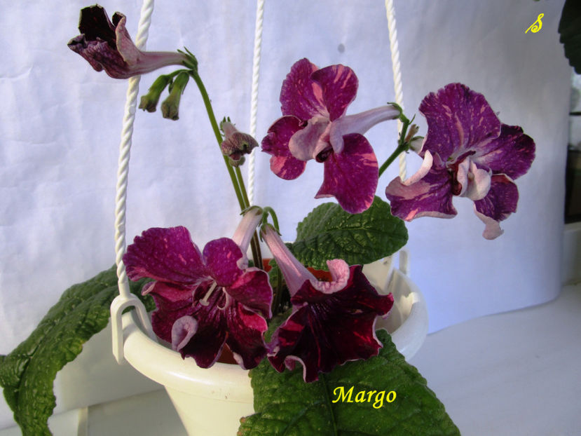 Margo(25-09-2018) - Streptocarpusi 2018