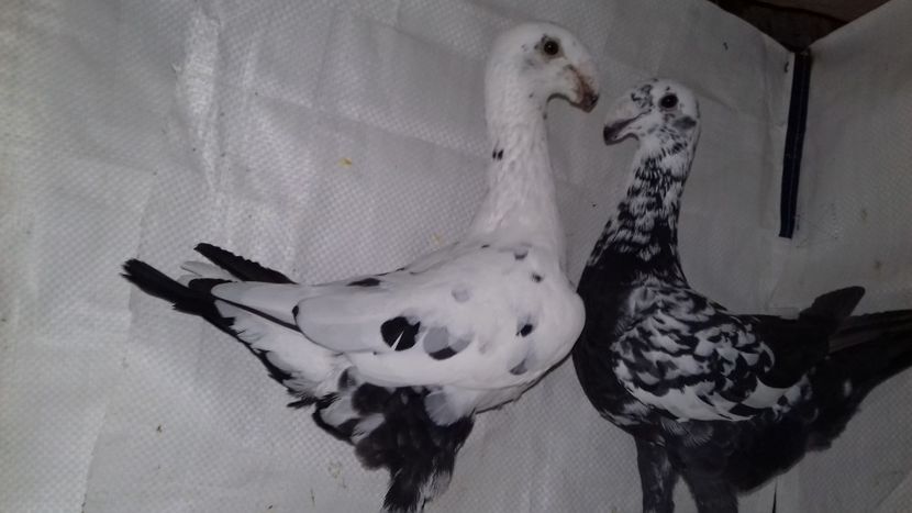 Mas 2017 - Fem 2018 - Voiajori Germani Matca 2019